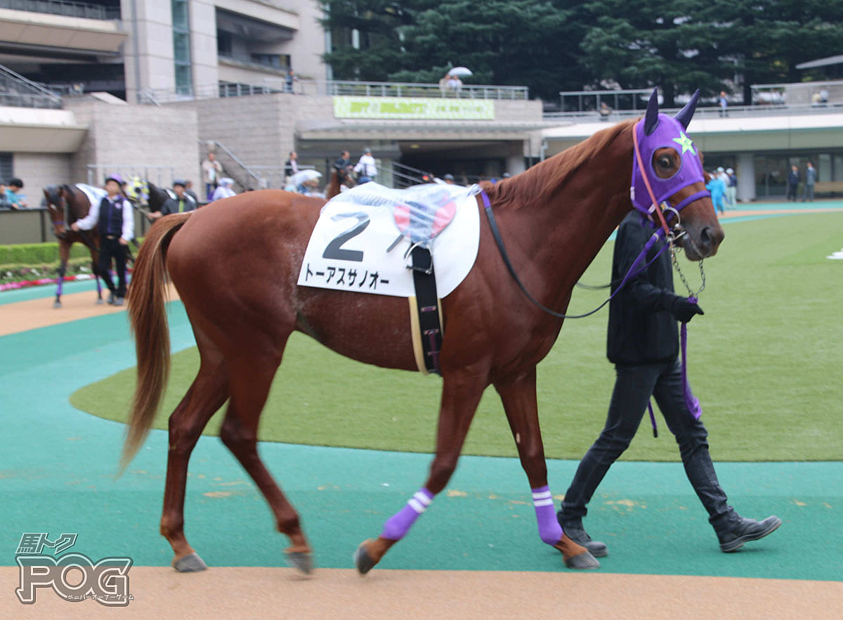 トーアスサノオーの馬体写真