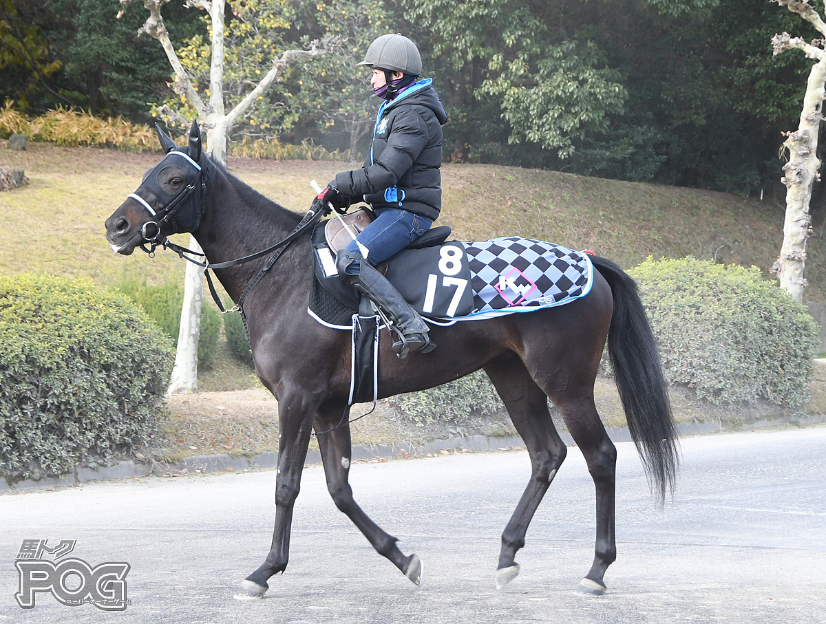 ビクトリークロスの馬体写真