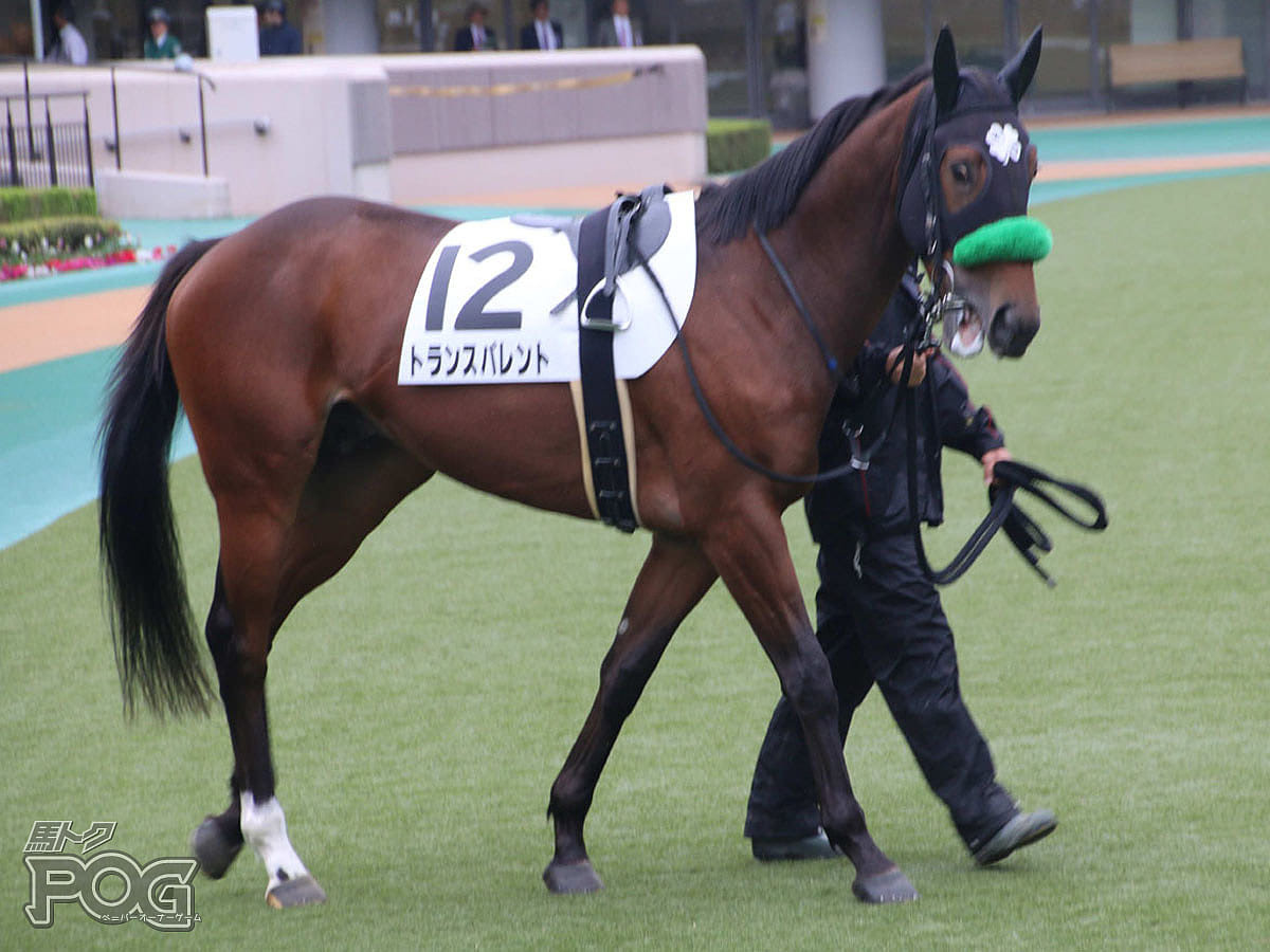 トランスパレントの馬体写真