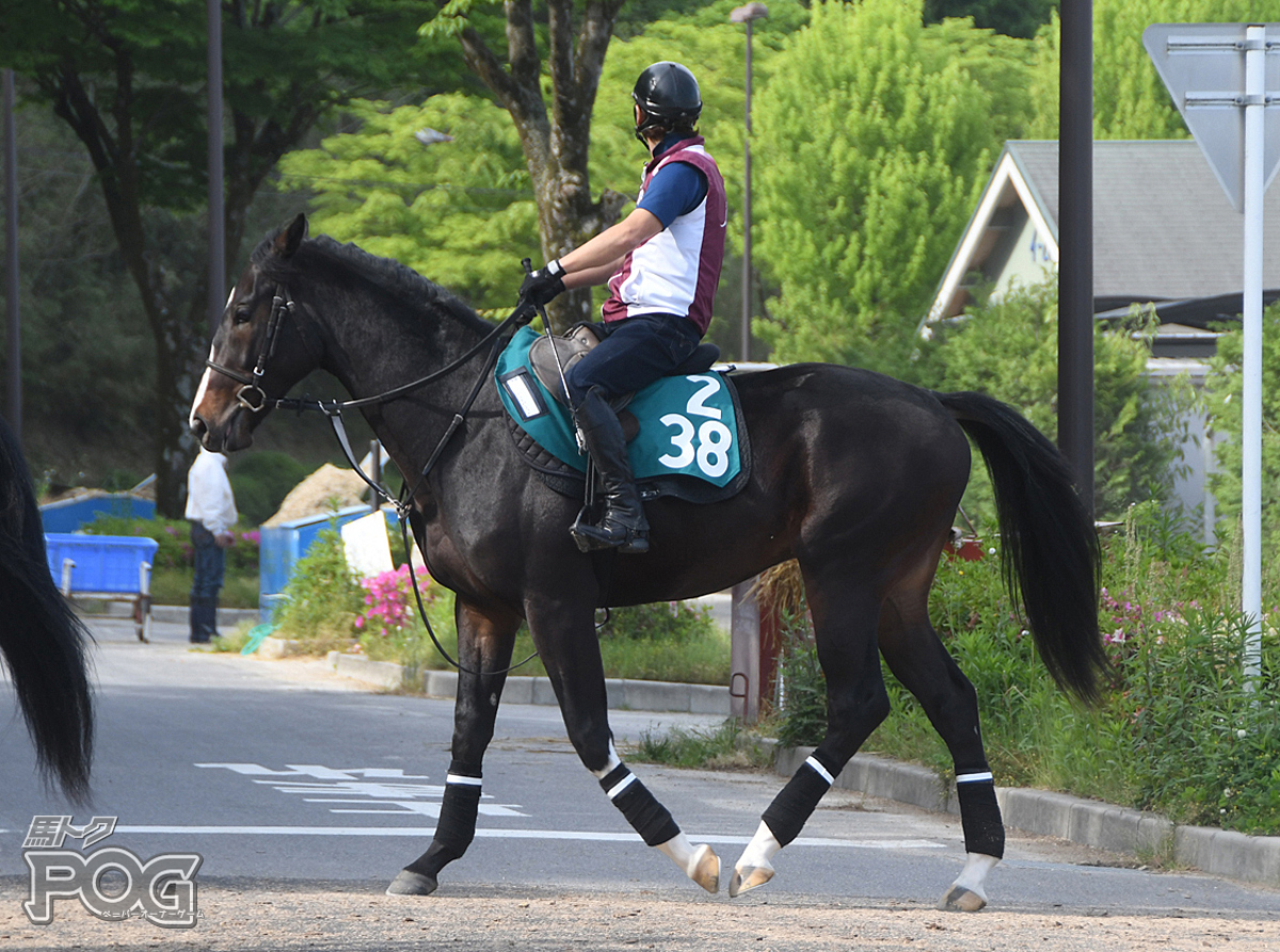 ノーブルスピリットの馬体写真