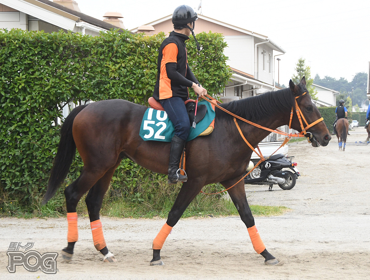 カレンエクスカリバの馬体写真