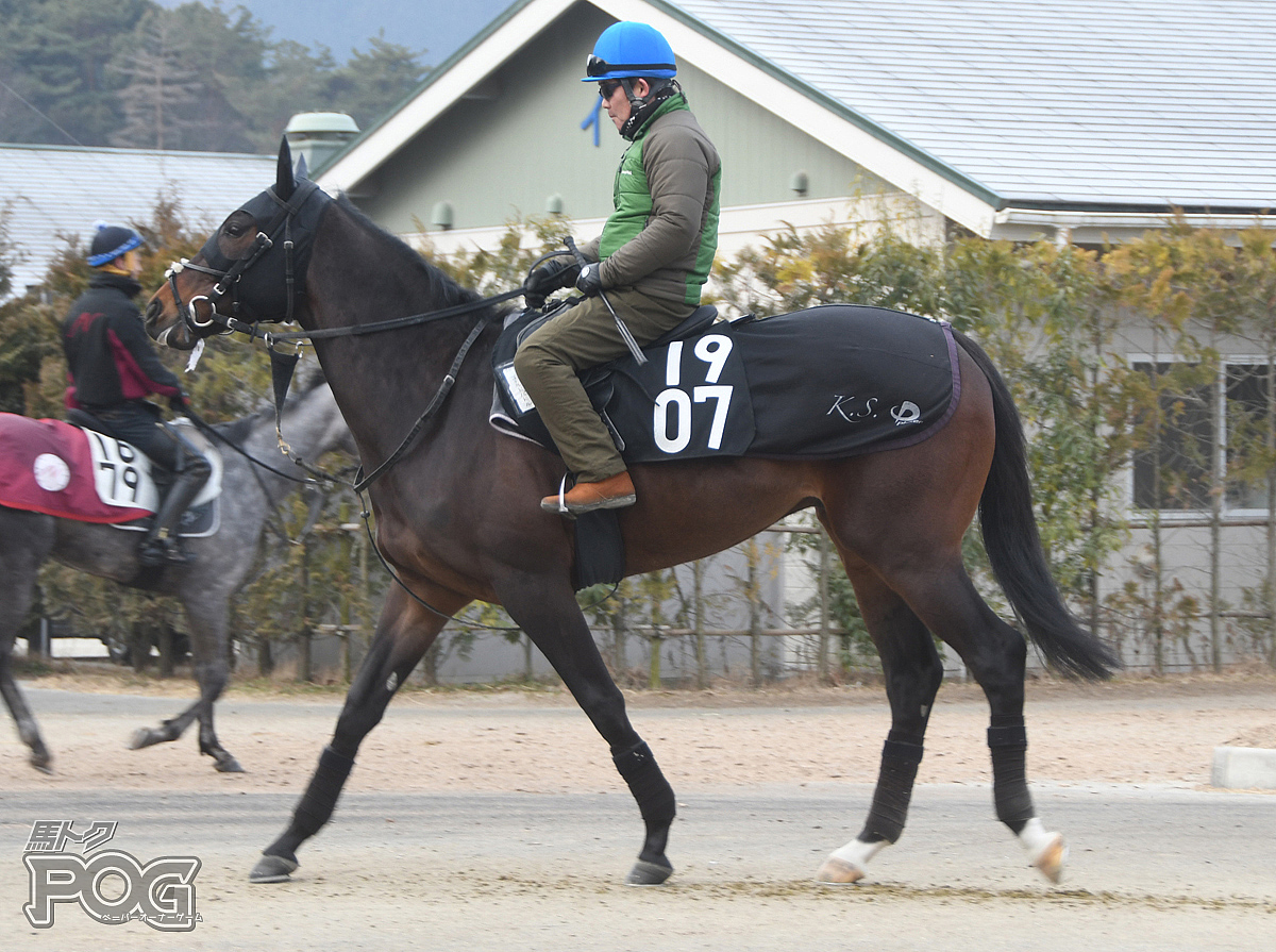 ゴールドパドルの馬体写真