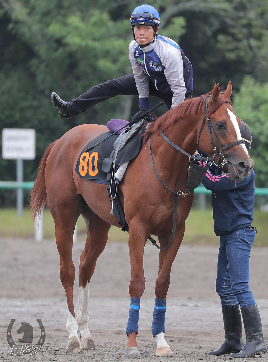 イダペガサスの馬体写真