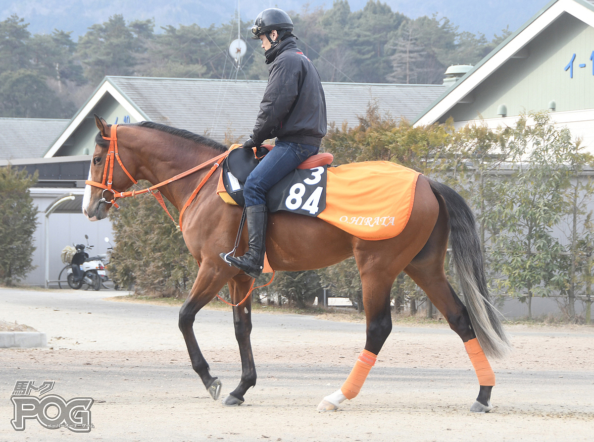 サトノジュウザの馬体写真