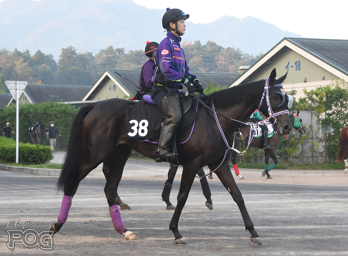 アドマイヤカラットの馬体写真