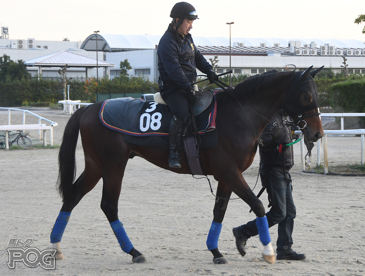 グレートウォリアーの馬体写真