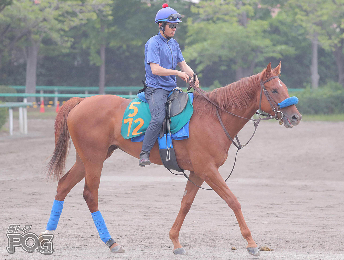 ダノンポピーの馬体写真