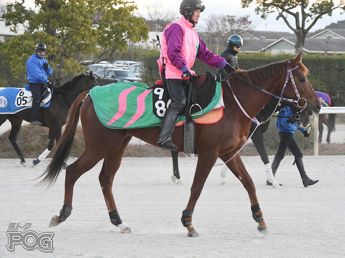 マースゴールドの馬体写真