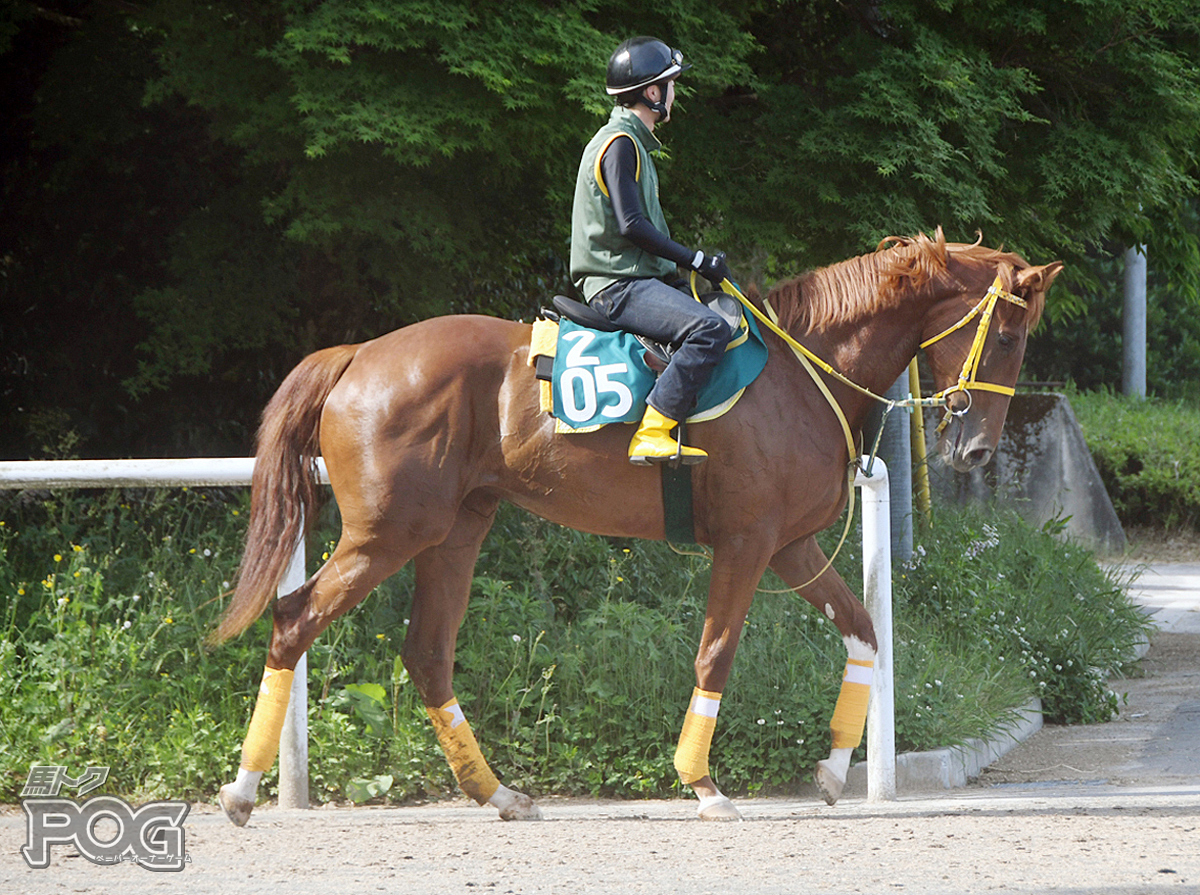 セドゥラマジーの馬体写真
