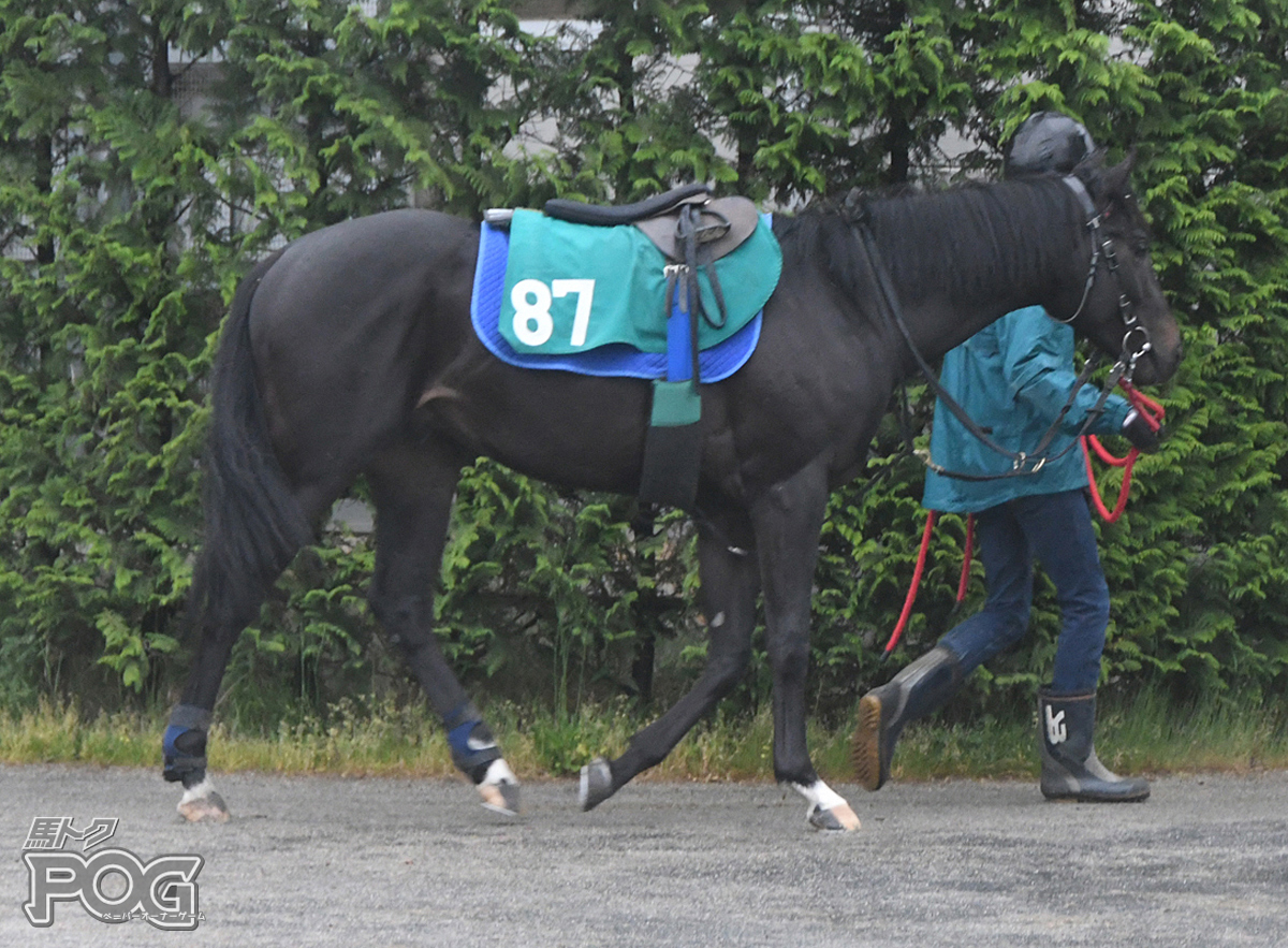 ミトノブラックの馬体写真