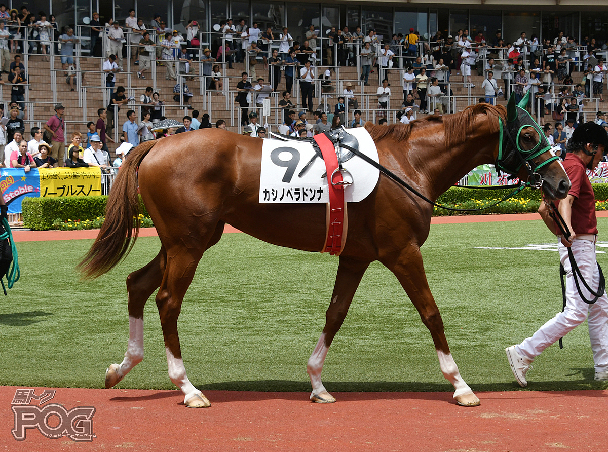 カシノベラドンナの馬体写真