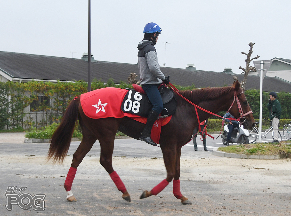 カタトゥンボの馬体写真