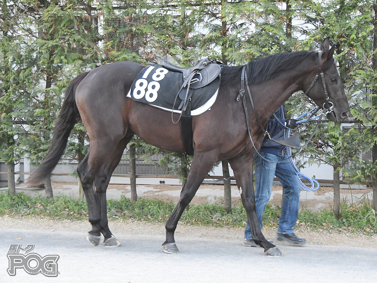 ニホンピロタイドの馬体写真