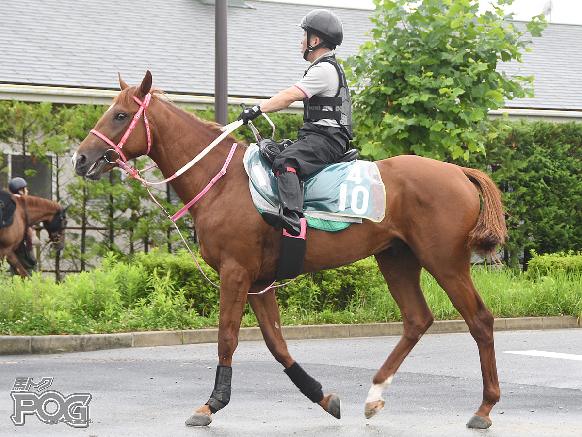 コウエイゴールドの馬体写真