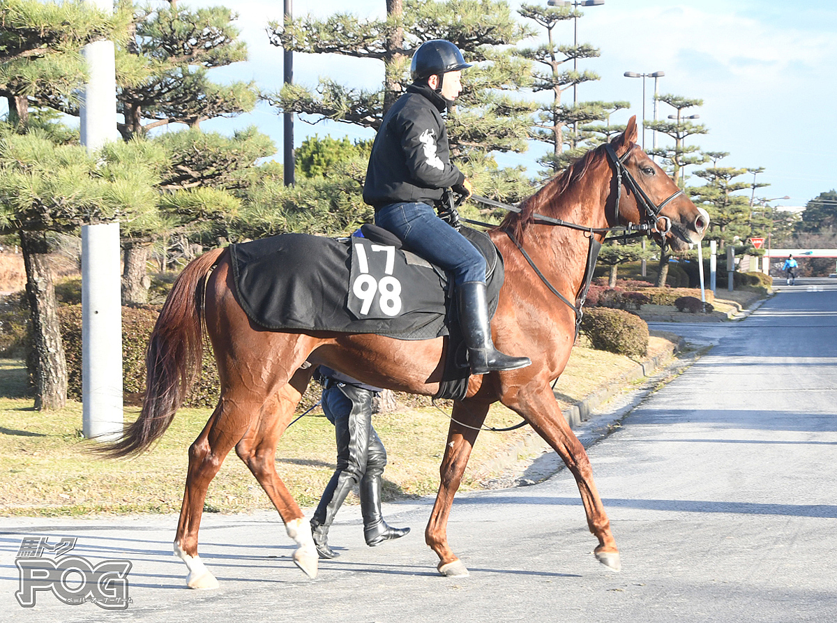 ミッキーサウンドの馬体写真