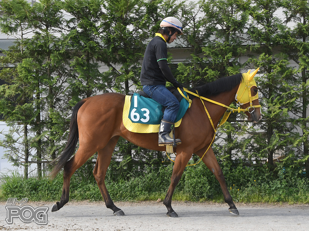 ミンミンレジーナの馬体写真