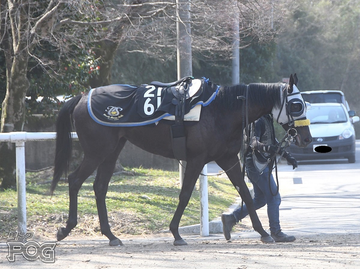 アンリミットの馬体写真