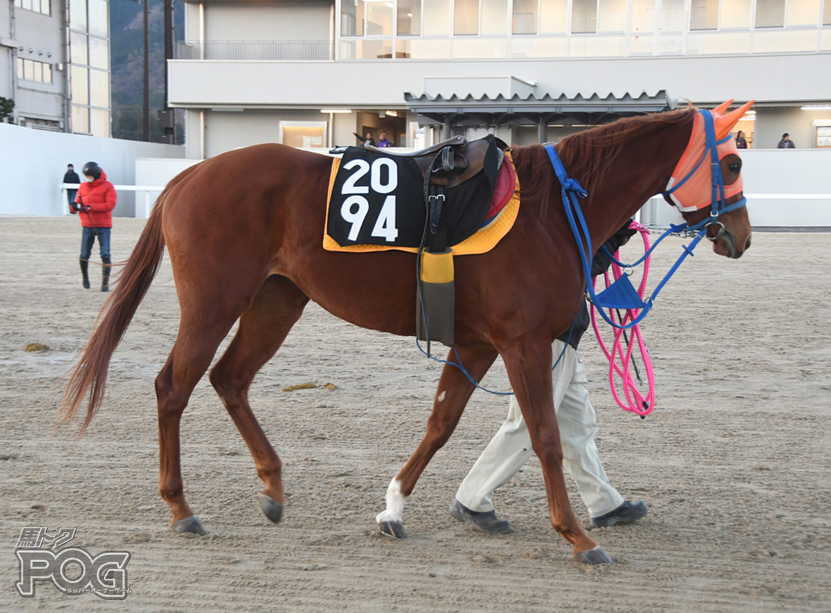 クリノジョヴァンナの馬体写真