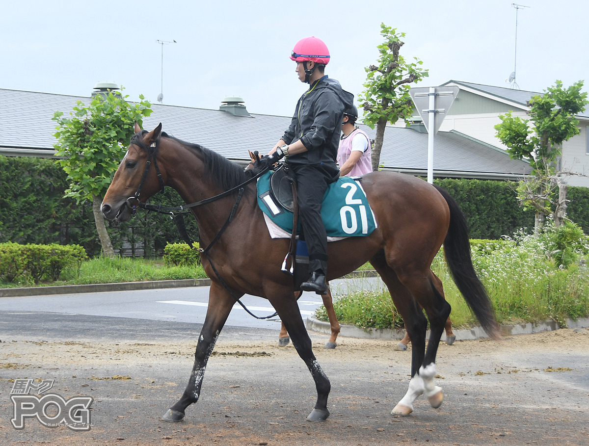 グローバルリーチの馬体写真