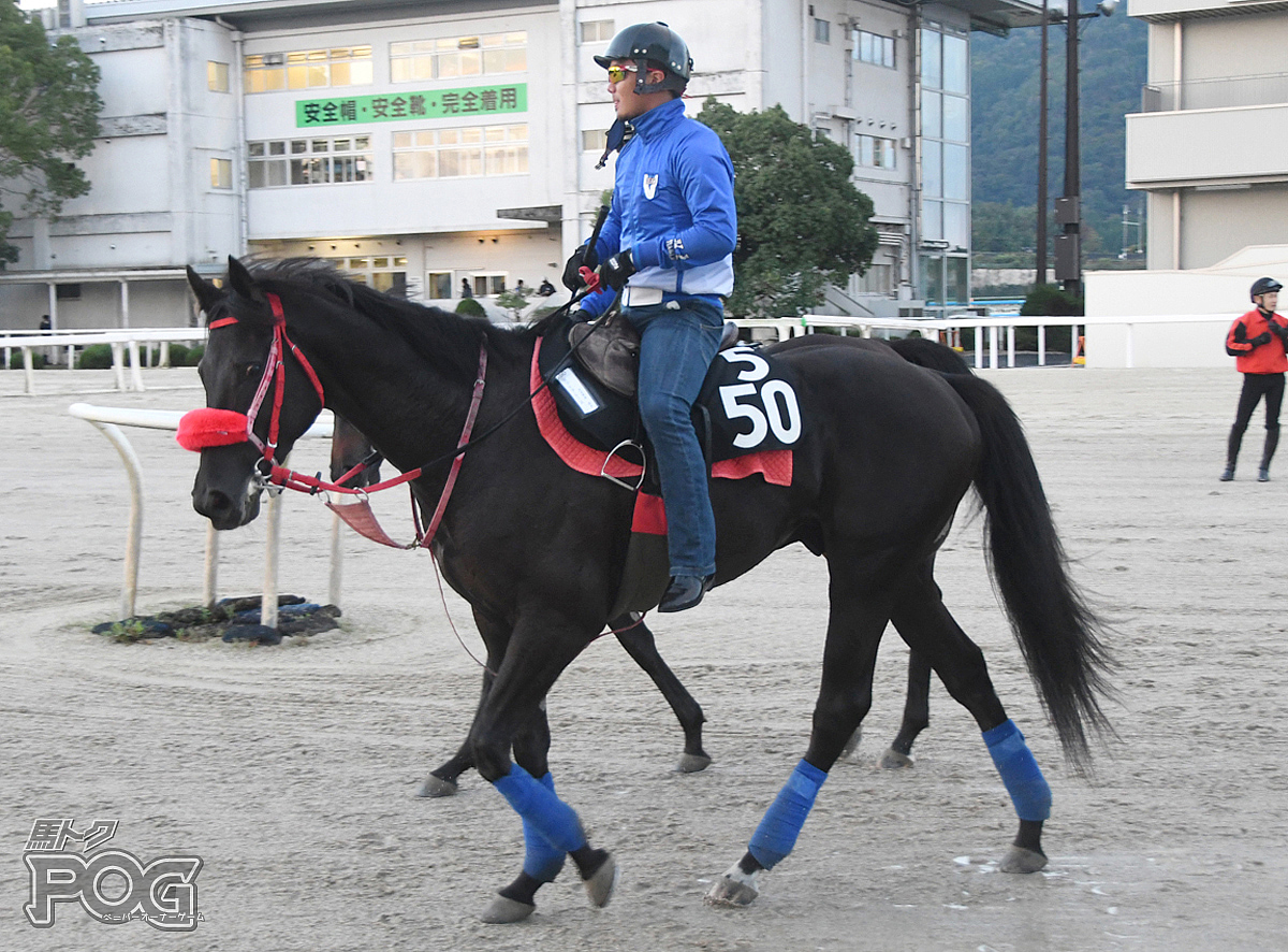 ゼットアレースの馬体写真