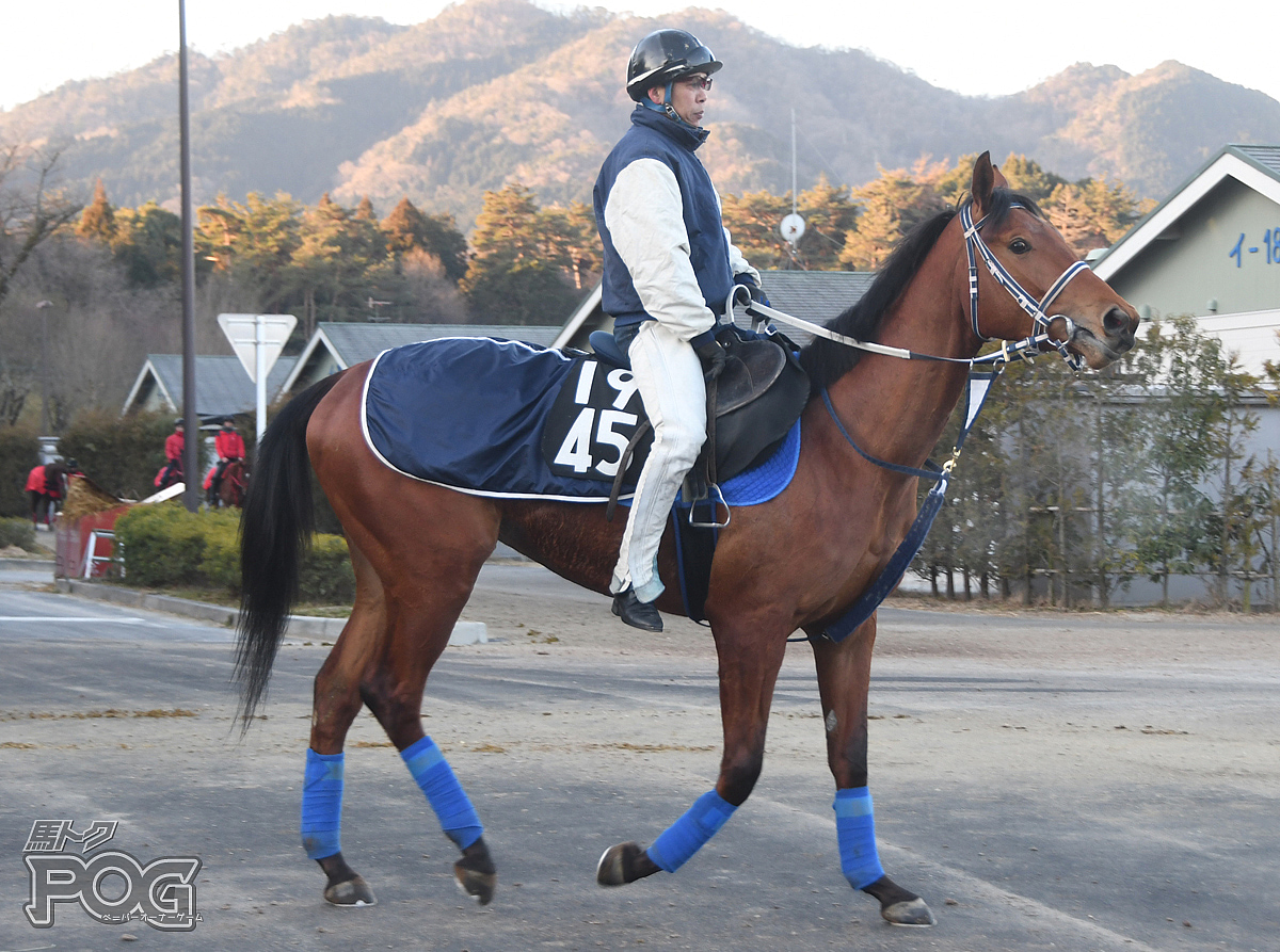 カリブメーカーの馬体写真