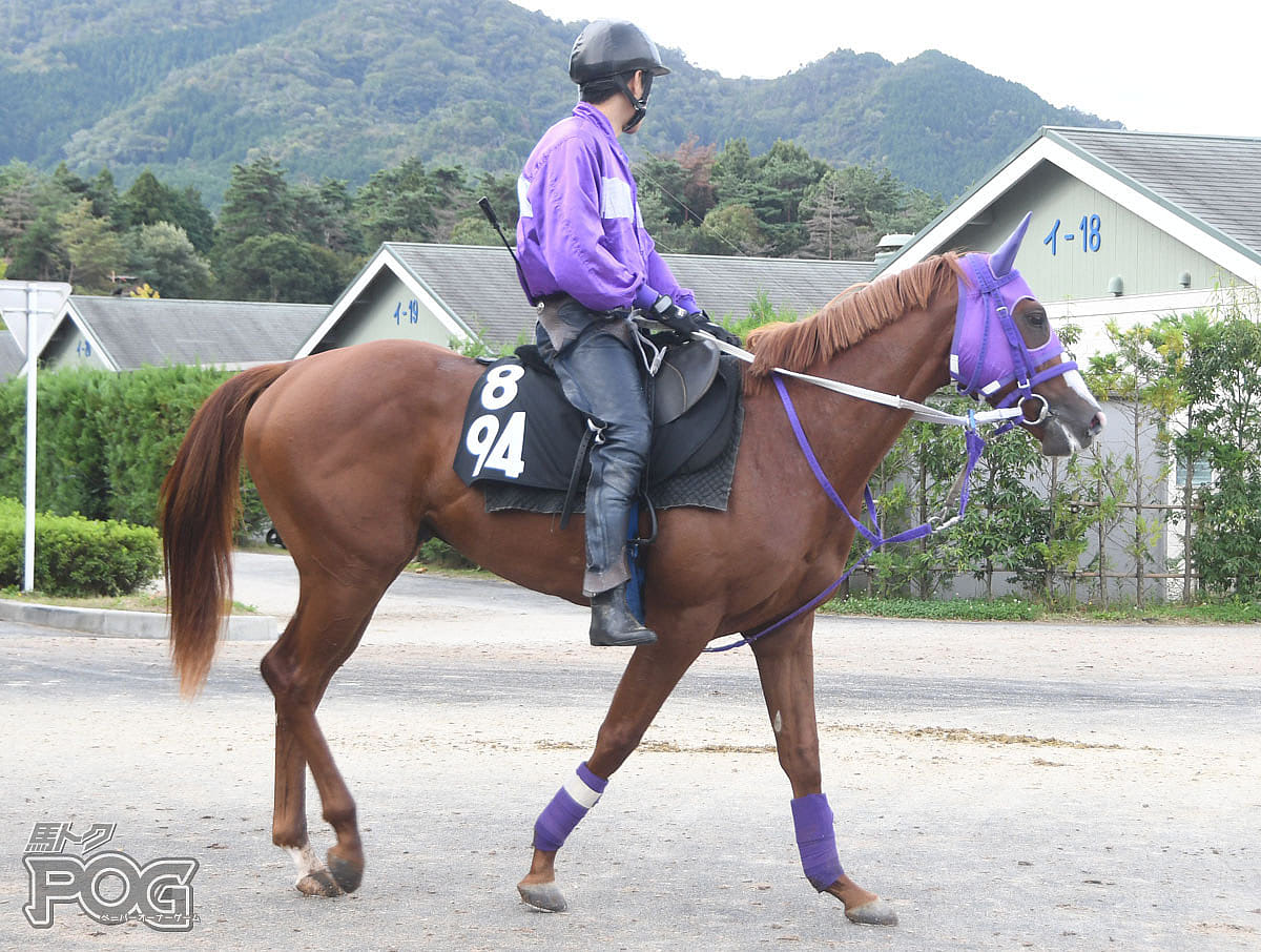 ブルベアジネンジョの馬体写真