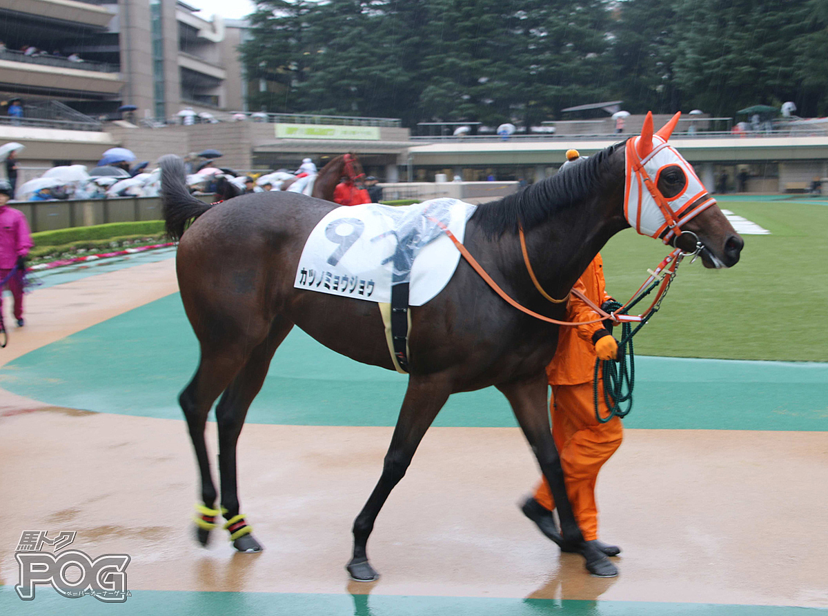 カツノミョウジョウの馬体写真