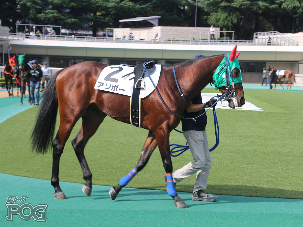 アソボーの馬体写真