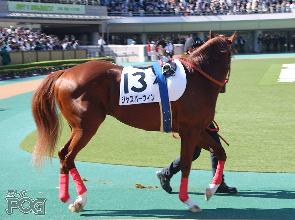 ジャスパーウィンの馬体写真