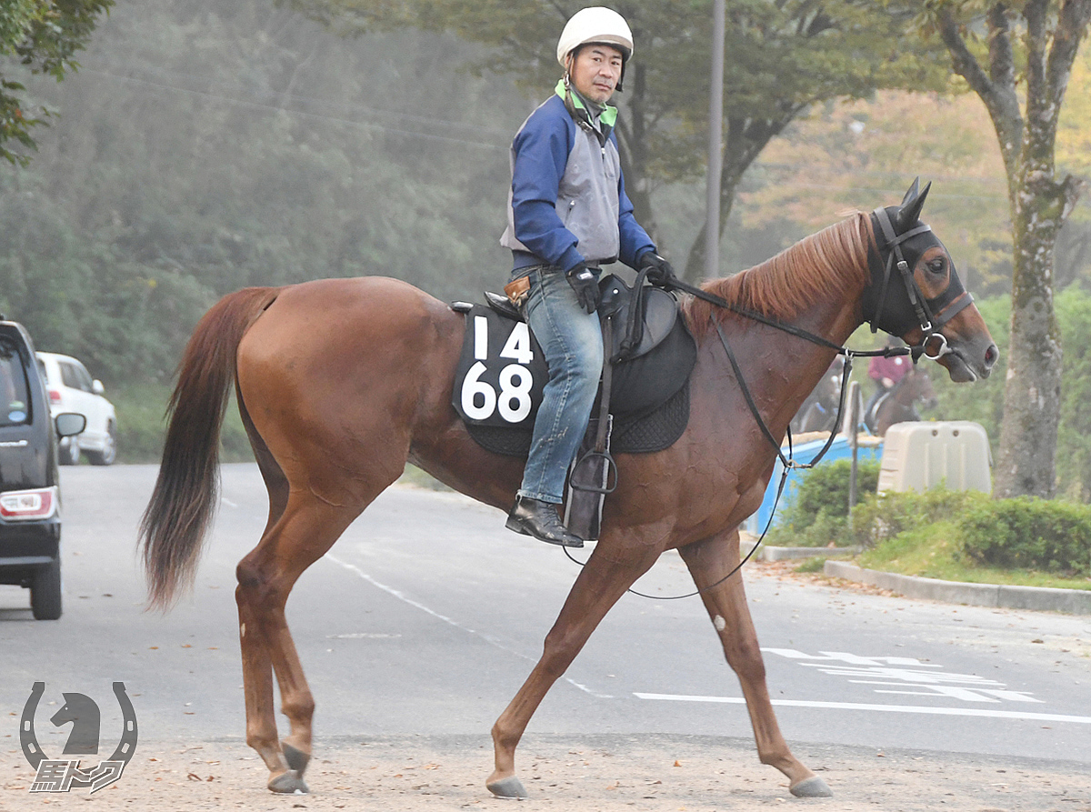 レイナブローニュの馬体写真