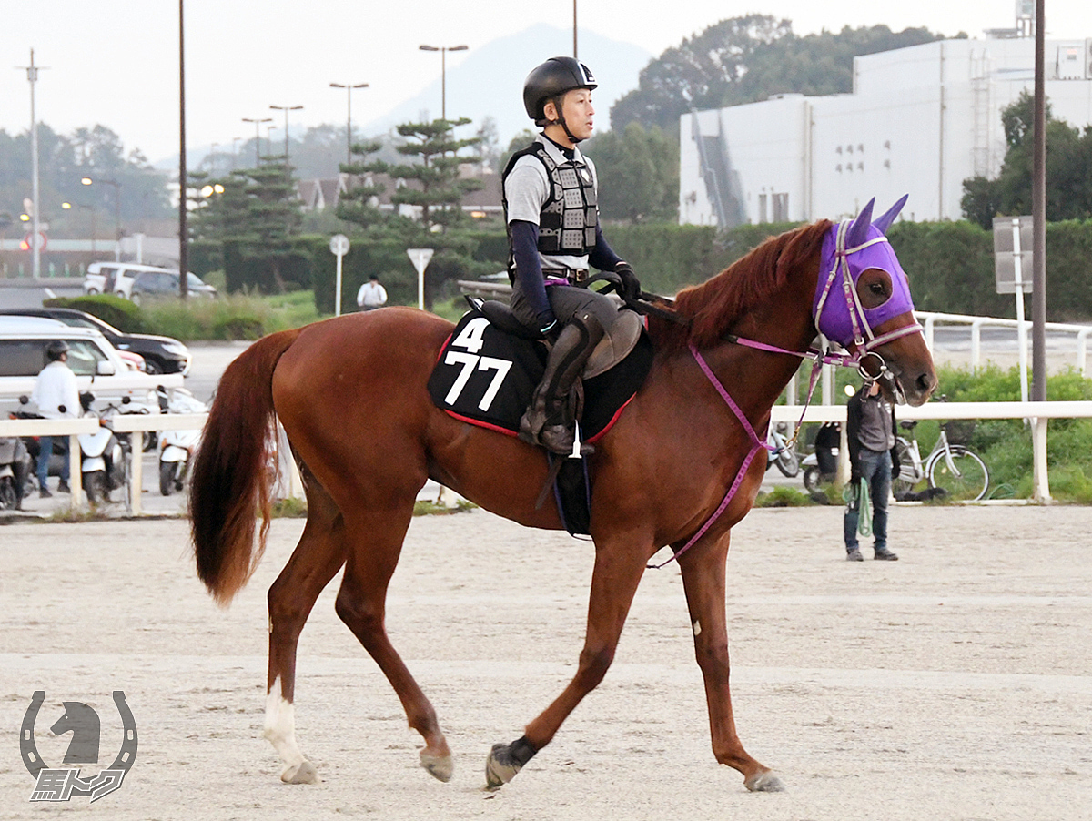 シンゼンマックスの馬体写真