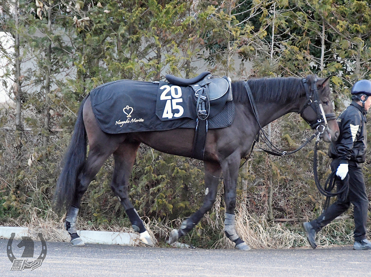 ディオーネプリンスの馬体写真