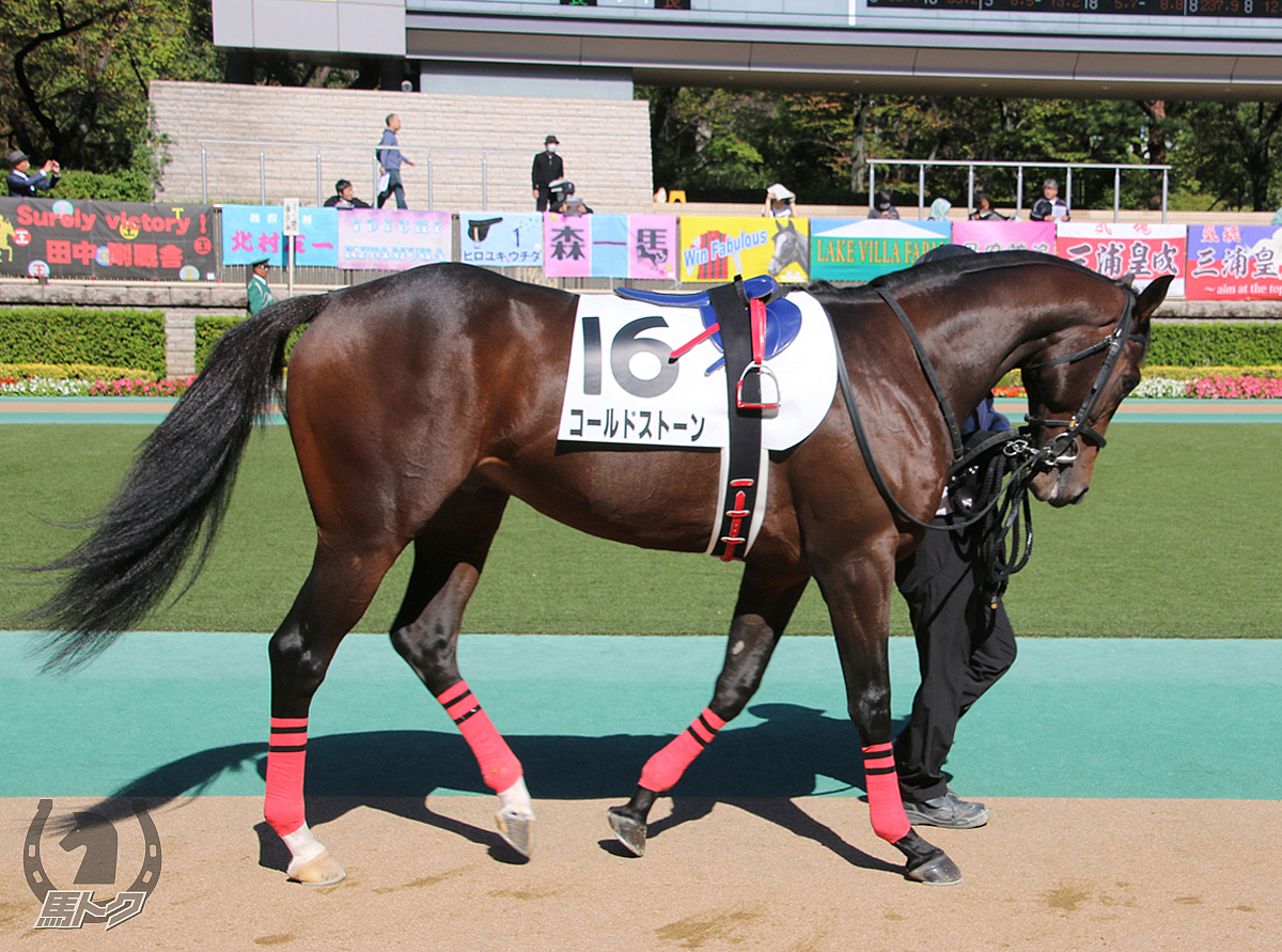 コールドストーンの馬体写真