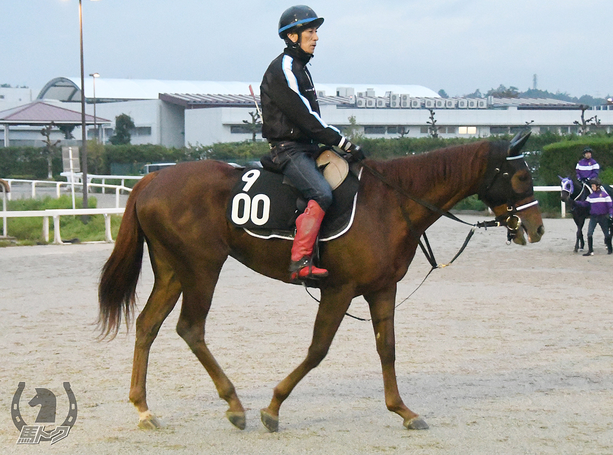 ブルベアロッソの馬体写真
