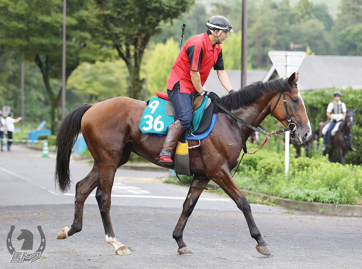 アイファーリーダーの馬体写真