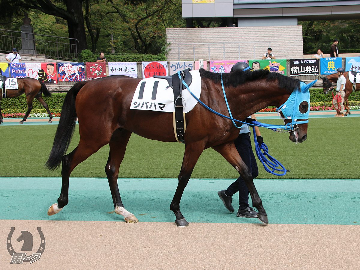 シバハマの馬体写真