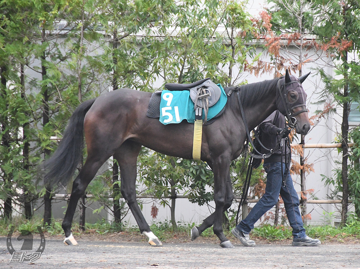 テイエムジョーダンの馬体写真