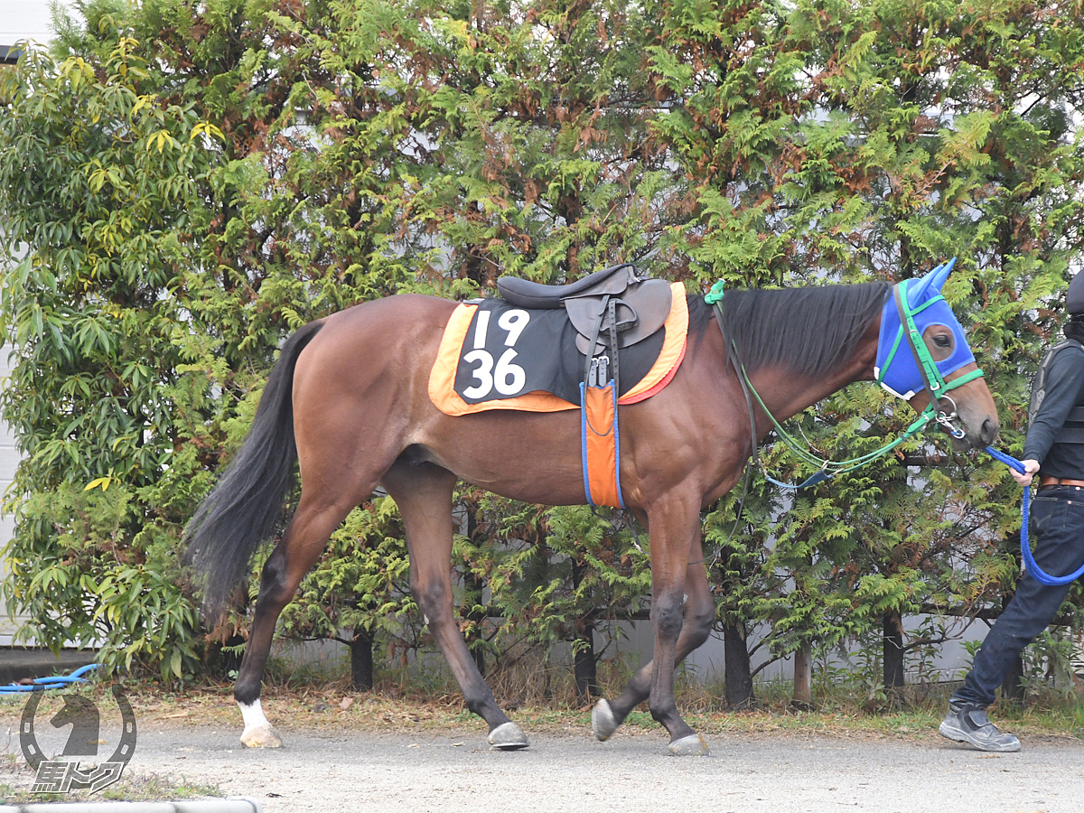 キーシグナルの馬体写真