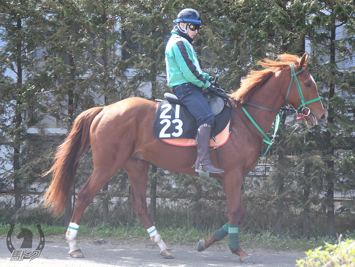 タガノジョーヌの馬体写真