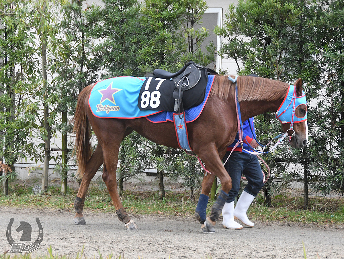 タガノハツコイの馬体写真