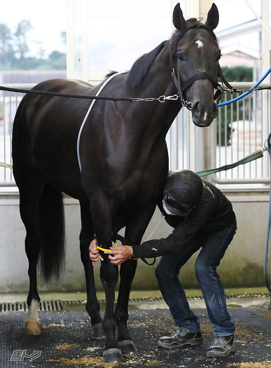 マッスルビーチの馬体写真