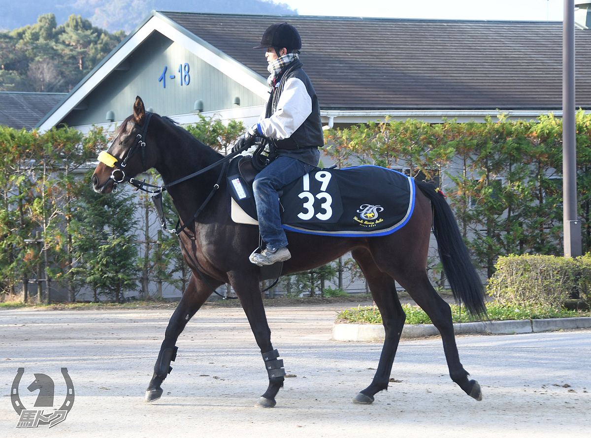 レイナローサの馬体写真