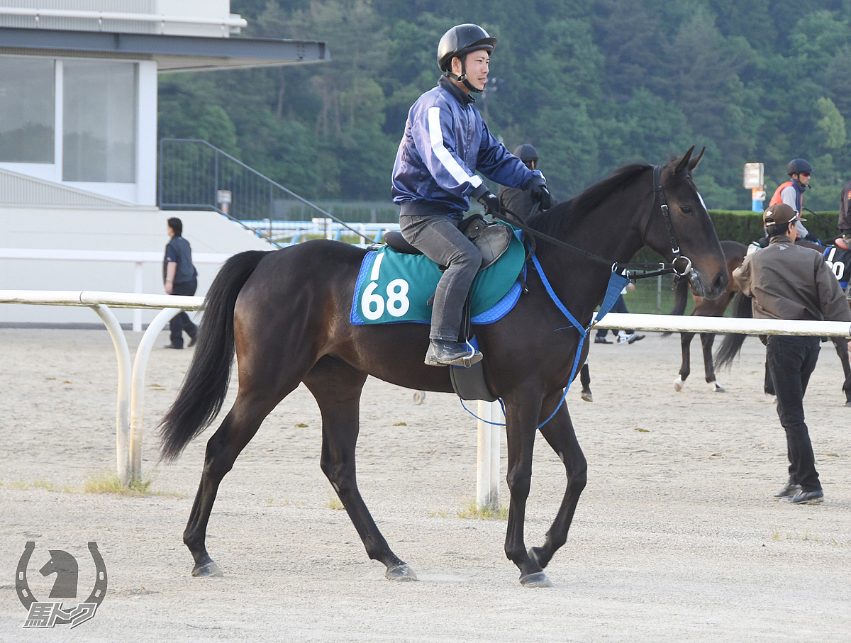 タイガーティナの馬体写真