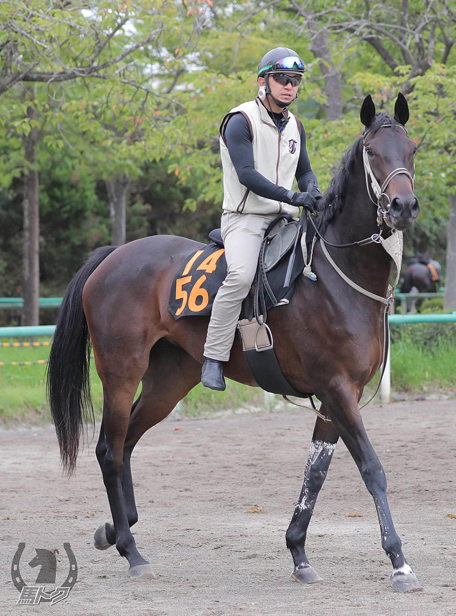 レオンドーロの馬体写真