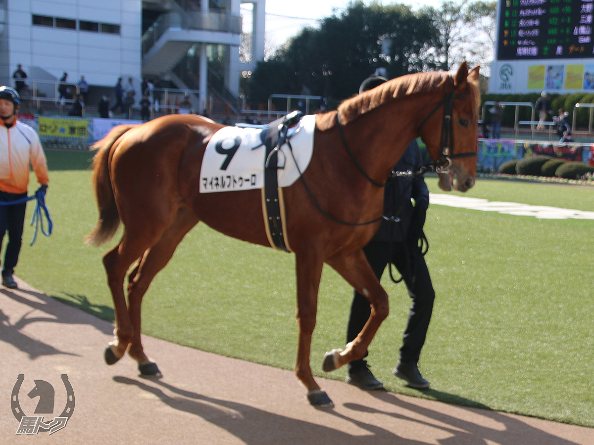 マイネルフトゥーロの馬体写真