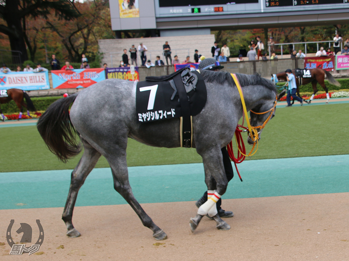 ミヤジシルフィードの馬体写真