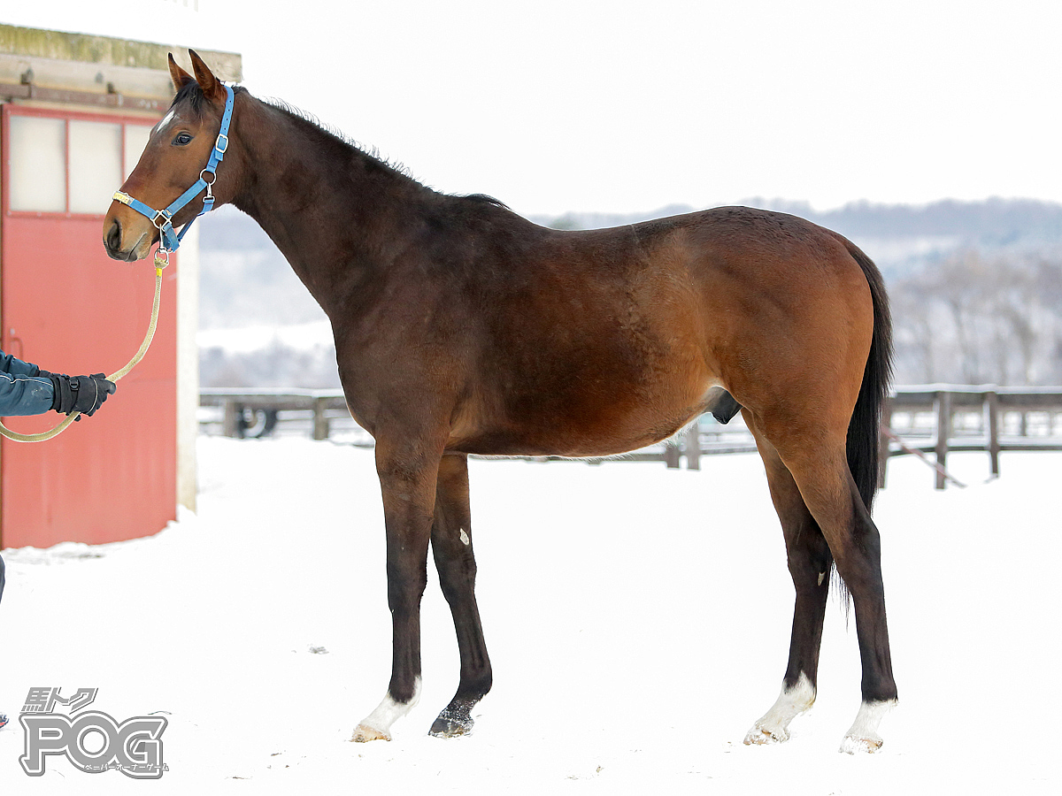 ハルノツカイの馬体写真
