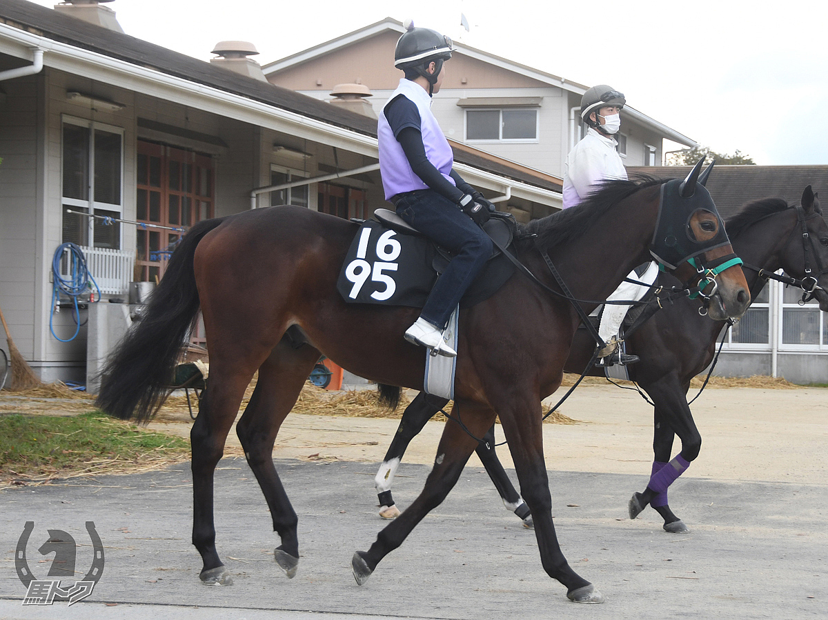 ライトパーティクルの馬体写真