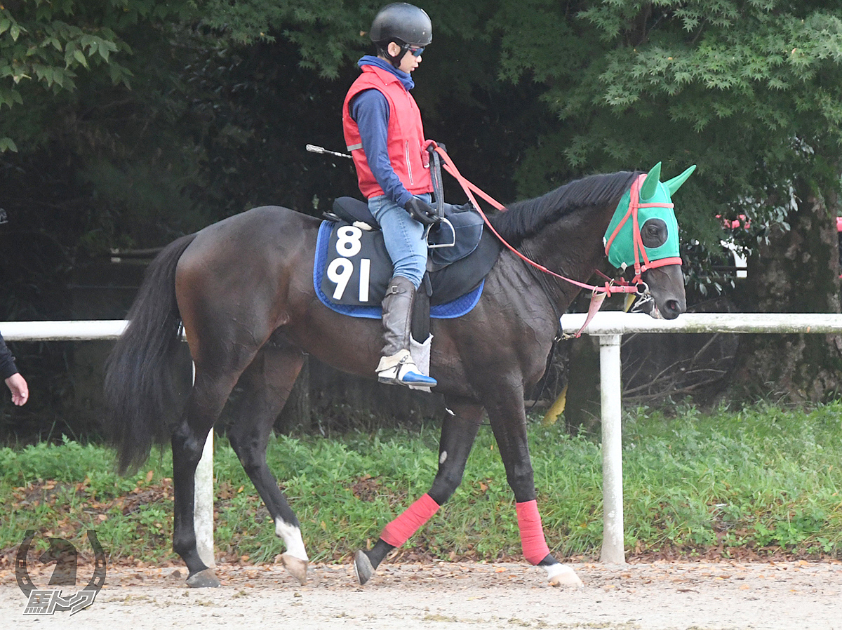 ブルベアオーロの馬体写真