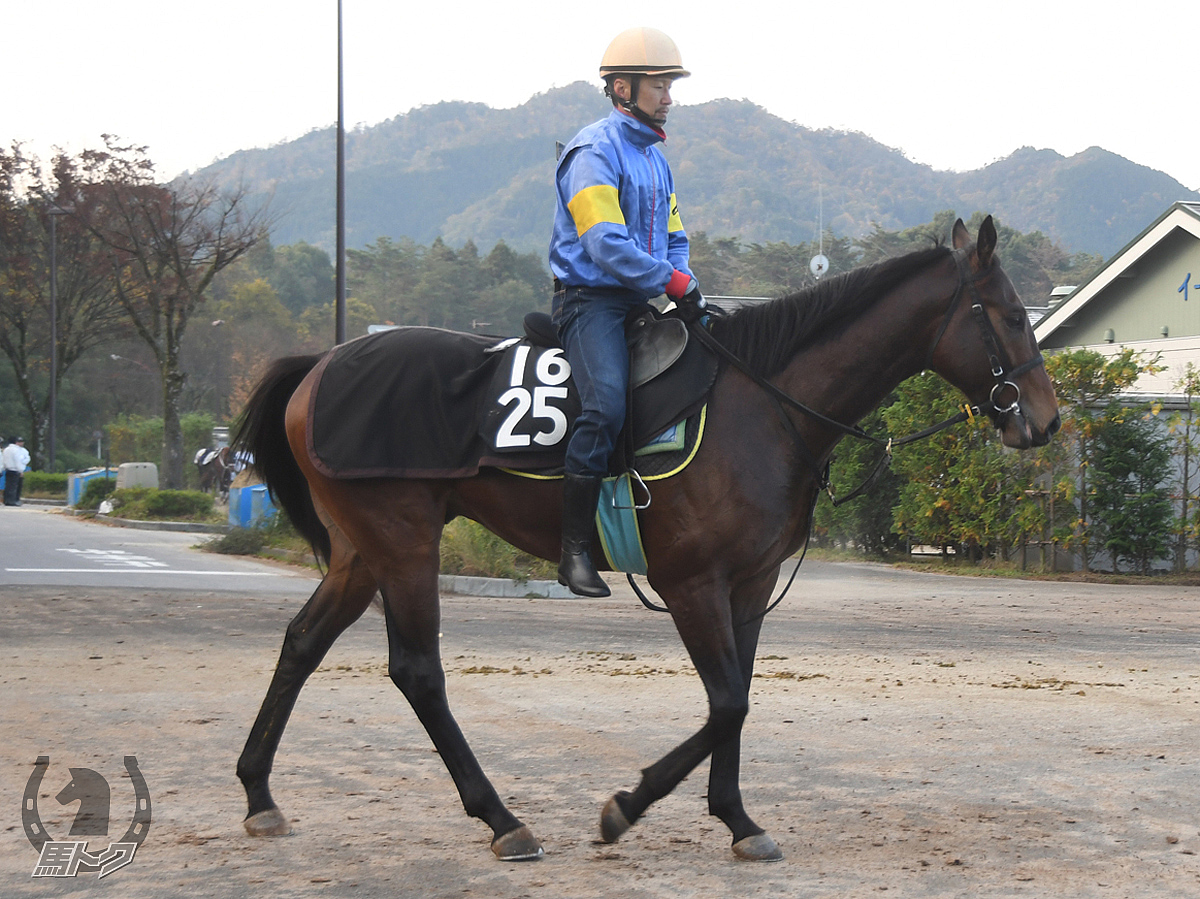 ブルベアカーキの馬体写真